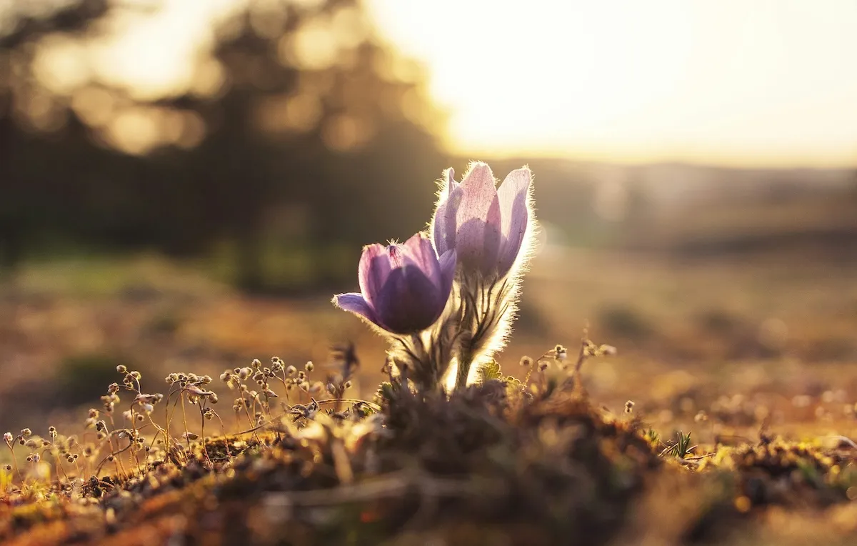 Cover for Weekly Issue 17